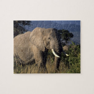 Puzzle Kenya : Amboseli, éléphant d'Afrique mâle