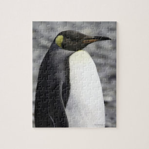 Puzzle King Penguin, plaine de Salisbury, Géorgie du Sud