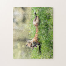 Kit Red Fox