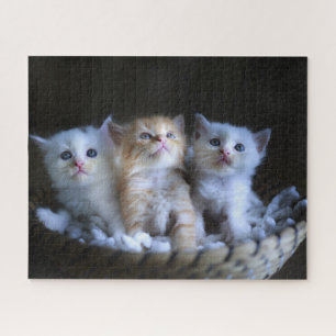 Puzzle Kittens Jigsaw