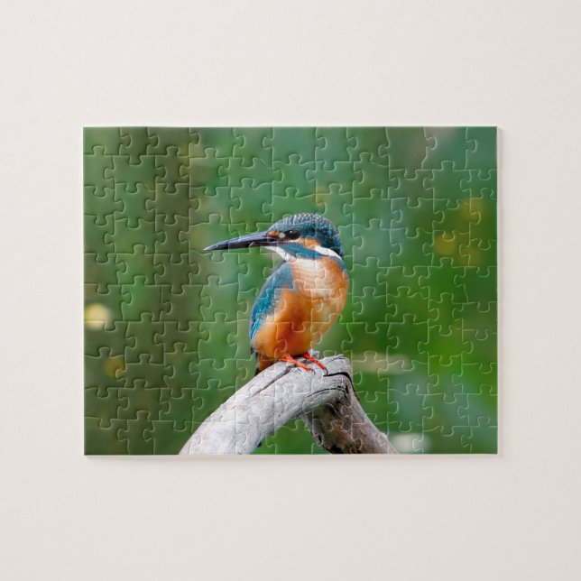 Puzzle La nature des oiseaux du martin pêcheur (Horizontal)