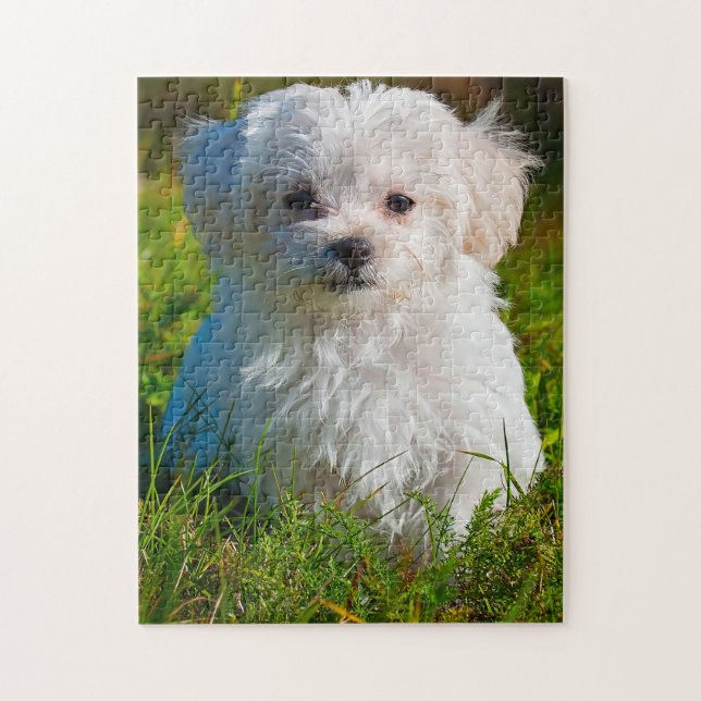 Puzzle La race de chien maltais. (Vertical)
