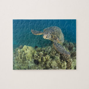 Puzzle La tortue verte, (Chelonia mydas), est le