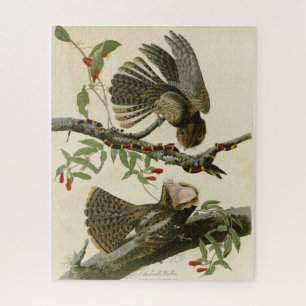 Puzzle La veuve de Chuck-will - Les oiseaux d'Amérique d'
