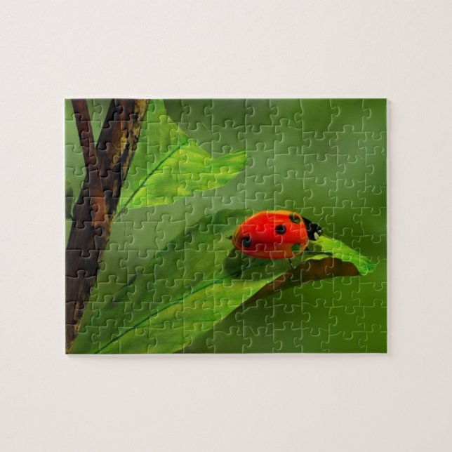Puzzle Ladybug (Horizontal)
