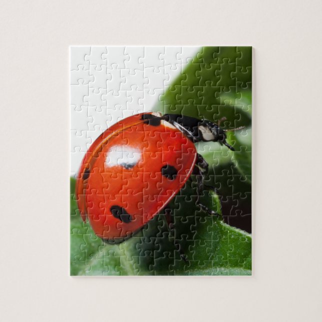 Puzzle Ladybug (Vertical)