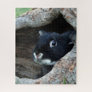 Puzzle Lapin noir dans le creux d'un arbre Photo