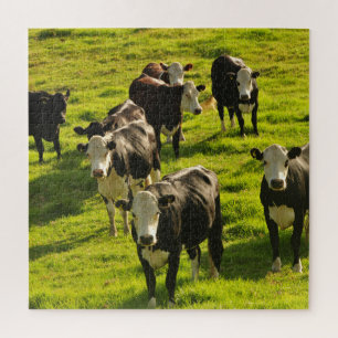 Puzzle Le bétail des vaches sur l'herbe verte
