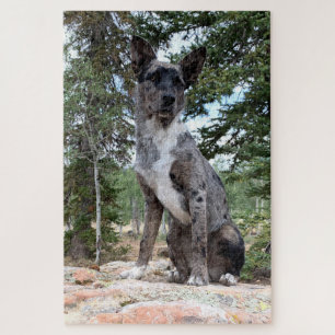 Puzzle Le chien de bétail masqué Brindle observe la scène