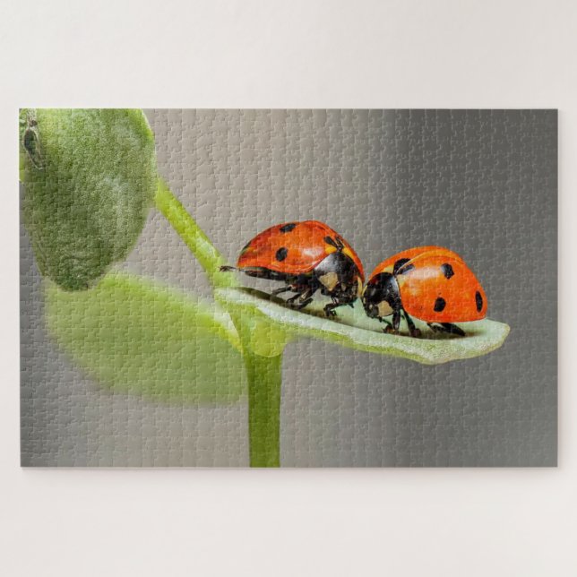 Puzzle Le coccinelle sur une feuille (Horizontal)