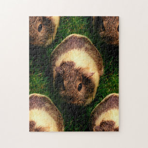 Puzzle Le cochon de Guinée Agouti dans l'herbe