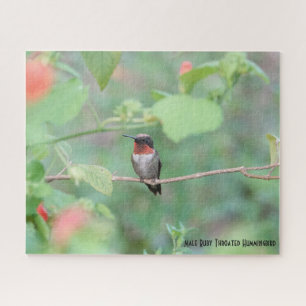 Puzzle Le colibri Ruby Throated, amoureux des oiseaux