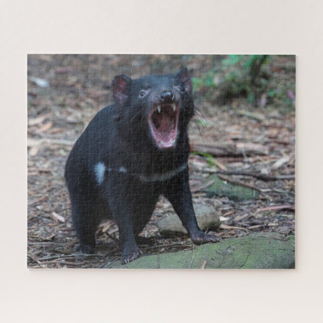 Puzzle Le diable de Tasmanie en Tasmanie Australie, 520 p (Horizontal)