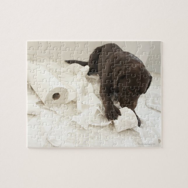 Puzzle Le labrador brun chocolat. (Horizontal)
