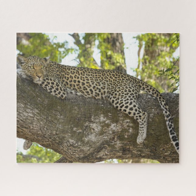 Puzzle Le léopard dans l'arbre photo (Horizontal)