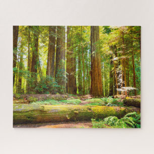Puzzle Le parc national de Redwood en Californie
