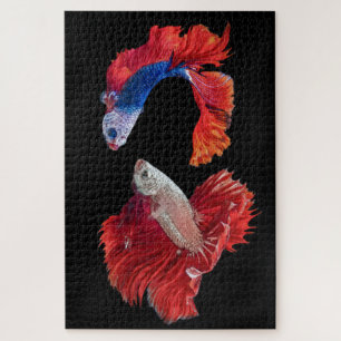 Puzzle Le poisson combattant siamois