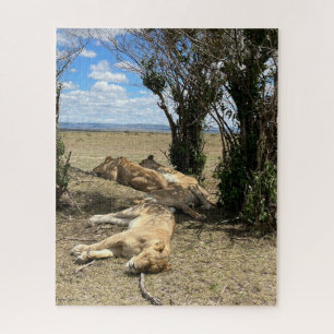 Puzzle Le temps de la sieste pour Lions Kenya