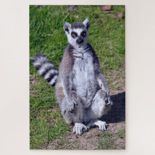 Puzzle Lémurienne à queue ronde sur la carte postale T-Sh