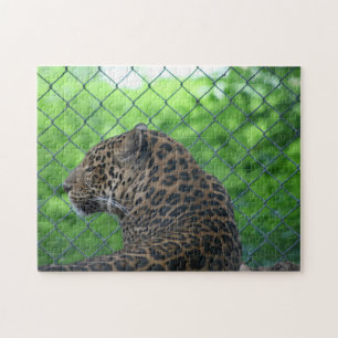 Puzzle Leopard en captivité
