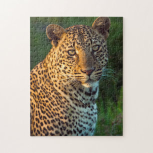 Puzzle Léopard mâle (Panthera Pardus) Jeune adulte