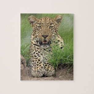Puzzle Léopard, pardus de Panthera, jeu de Sabi Sabi
