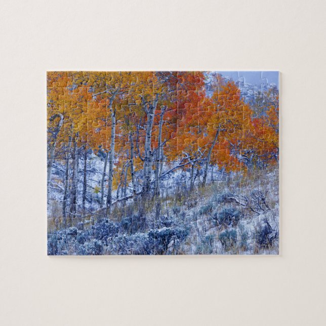 Puzzle Les arbres d'Aspen aux couleurs de l'automne, les  (Horizontal)