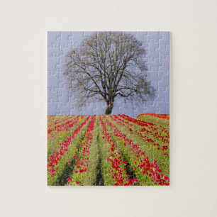 Puzzle Les champs de tulipe et un chêne solitaire ont