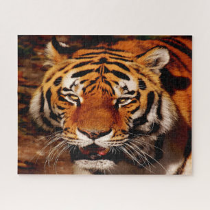 Puzzle Les Lions Gros Chats.