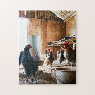 Puzzle Les meilleures photos d'oiseaux