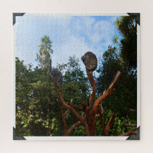 Puzzle Les Ours De Koala S'Endorment Dans Les Arbres,