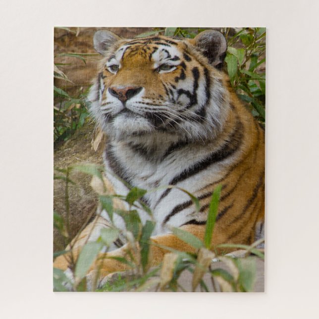 Puzzle Les Tigres Gros Chats. (Vertical)