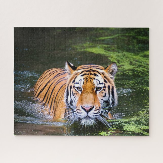 Puzzle Les Tigres Gros Chats. (Horizontal)