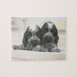 Puzzle L'Espagnol Cocker Anglais est une race de chien. I