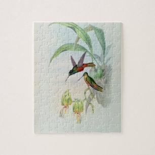 Puzzle L'étoile de Bonaparte a affronté le colibri