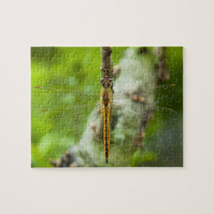 Puzzle libellule - casse-tête