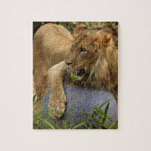 Puzzle Lion