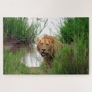Puzzle lion