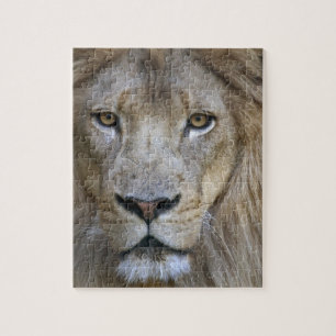 Puzzle Lion adulte mâle au zoo de Sacramento, CA