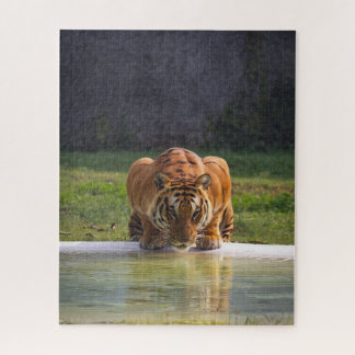 Puzzle Lion Boire de l'eau Big Chat Faune