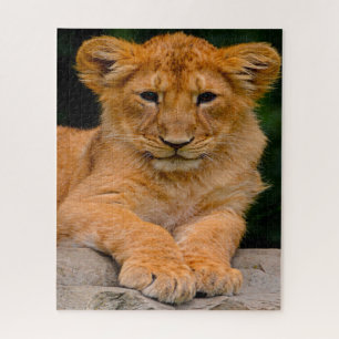 Puzzle Lion Cub Gros Chats.