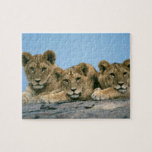 Puzzle Lion Cubs