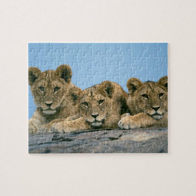 Puzzle Lion Cubs (Horizontal)