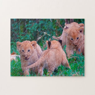 Puzzle Lion Cubs Big Cats.