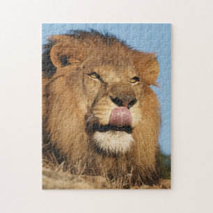 Puzzle Lion d'Afrique (Panthera Leo), savane africaine