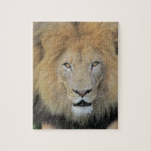 Puzzle Lion de gros plan