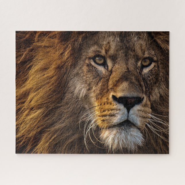 Puzzle Lion, Homme Adulte (Horizontal)