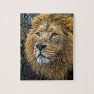 Puzzle Lion majestueux