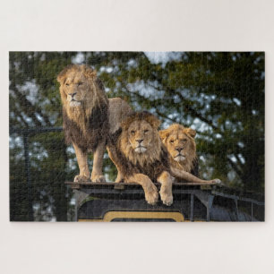 Puzzle Lions se détendant sur le toit d'une voiture de sa