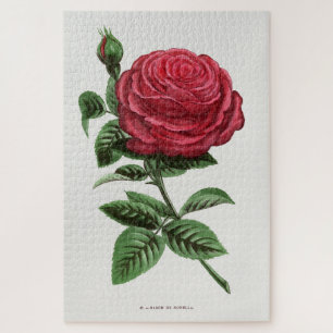 Puzzle Lithographie de rose antique, François-Frédéric Gr